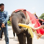 วันช้างไทยสวนนงนุชพัทยา10