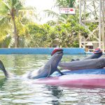 Pattaya Dolphin World02