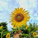 flowerlandpattaya2