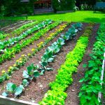 10-Vegetable-Gardening-Ideas-Elegant-as-well-as-Gorgeous