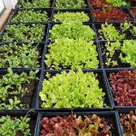 18-Delicious-Vegetables-to-Grow-on-the-Winter-and-How-to-Grow-Them